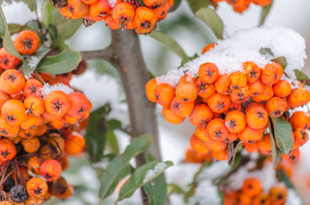 Feuerdorn mit orangenen Beeren