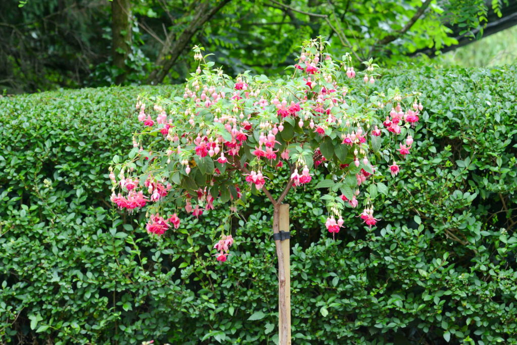 Fuchsie Hochstamm im Garten mit grünem Hintergrund