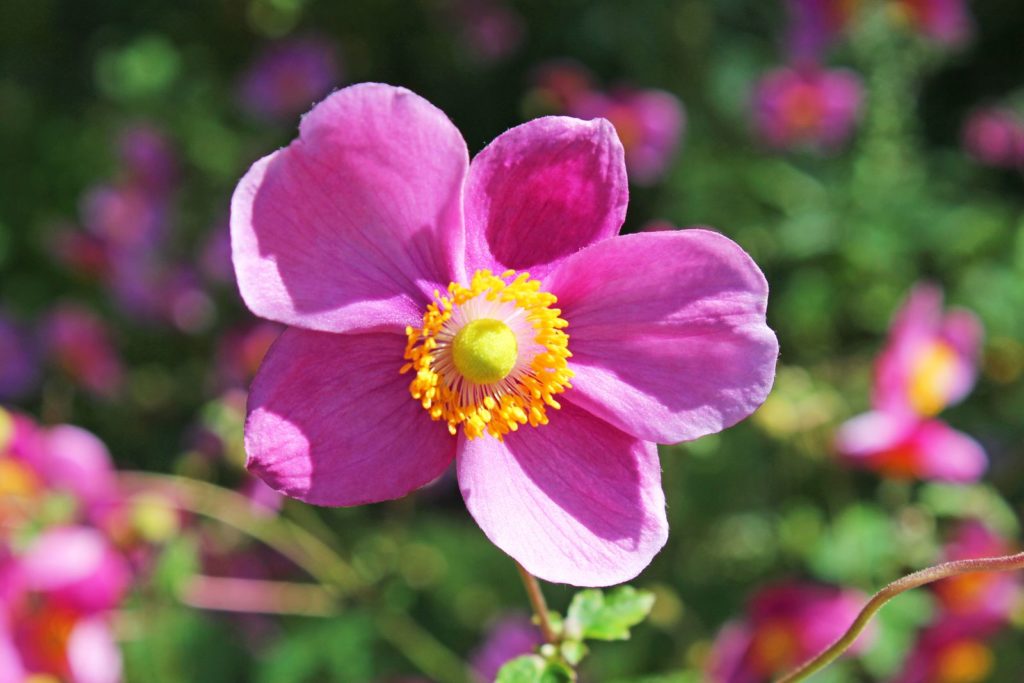 rosa Herbst-Anemone im Garten bei Sonnenschein
