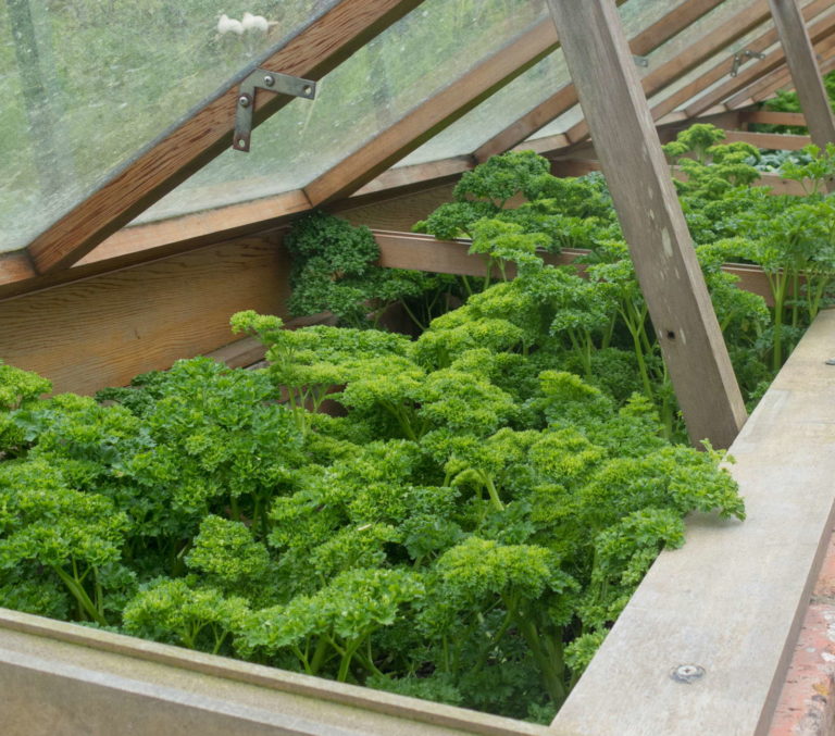 Hochbeet im Herbst bepflanzen Plantura