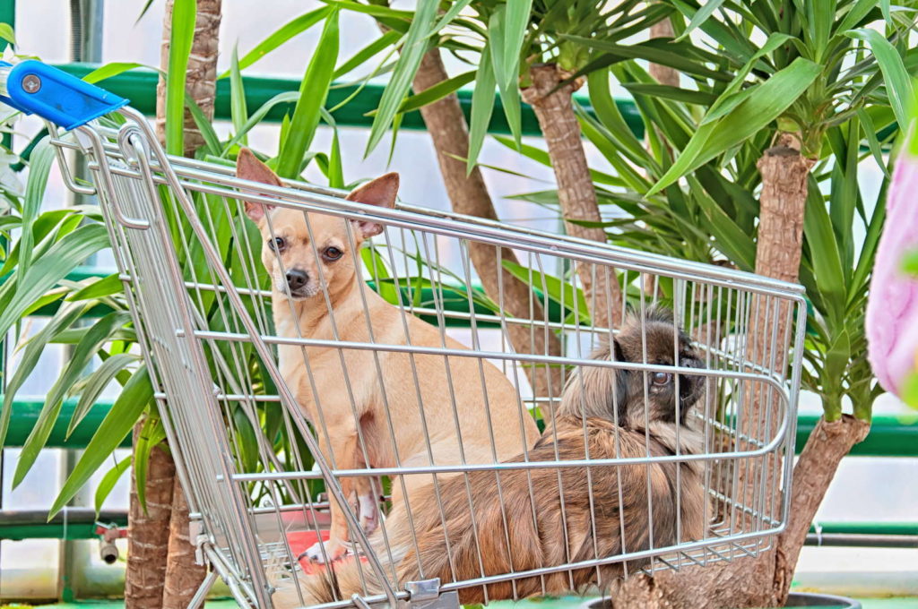 Yucca Palmen und zwei Hunde in einem Einkaufswagen