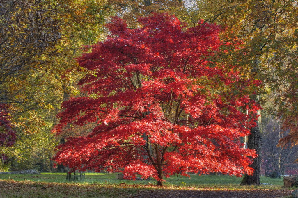 Japanischer Ahorn im Herbst mit roten Blättern