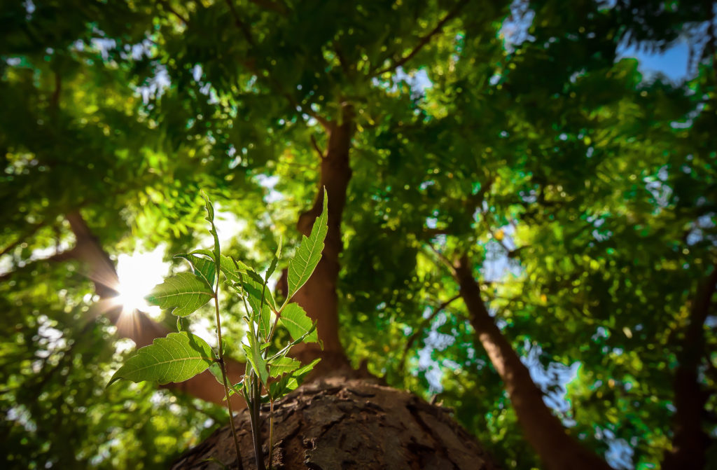 Junge Blätter wachsen an Neem Baum