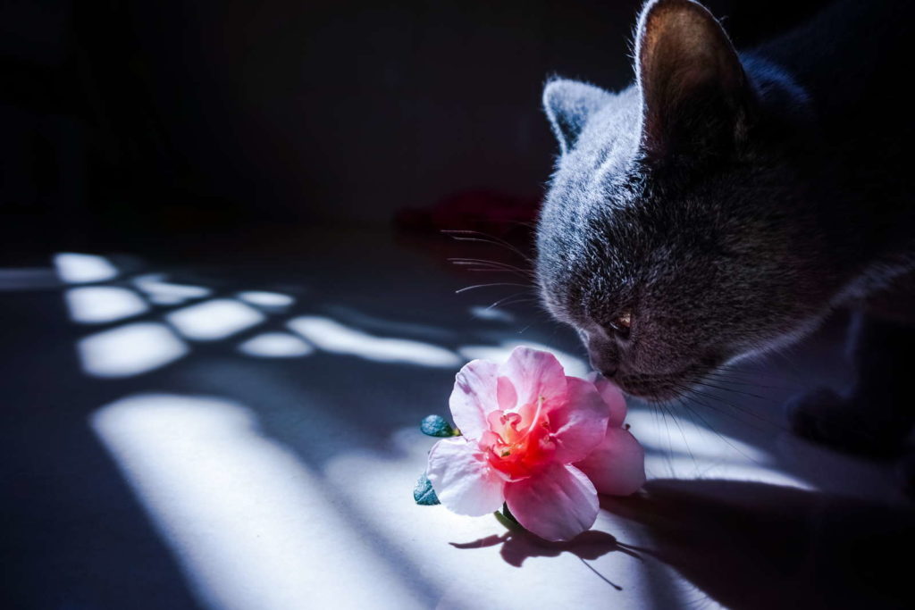 Katze riecht an Azalee Blüte