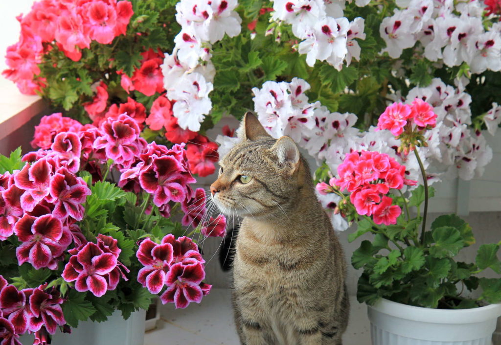 Katze sitzt zwischen Geranien auf Balkon