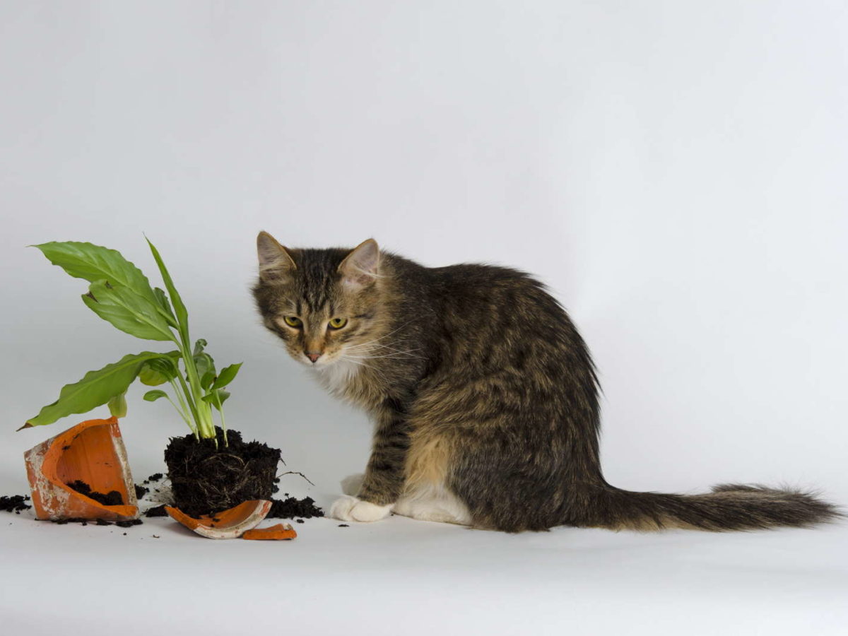 biologisches saatgut aus dem eigenen garten Gemüsewunder Starter-Set main image 1