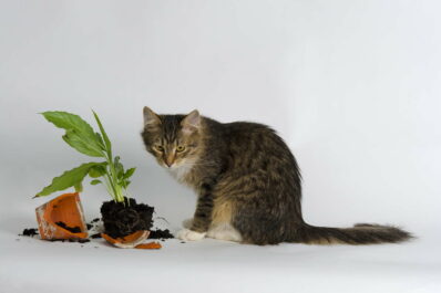 10 giftige Zimmerpflanzen für Haustiere