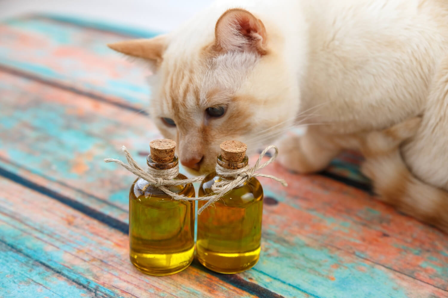 Katze riecht an zwei Fläschen mit Öl