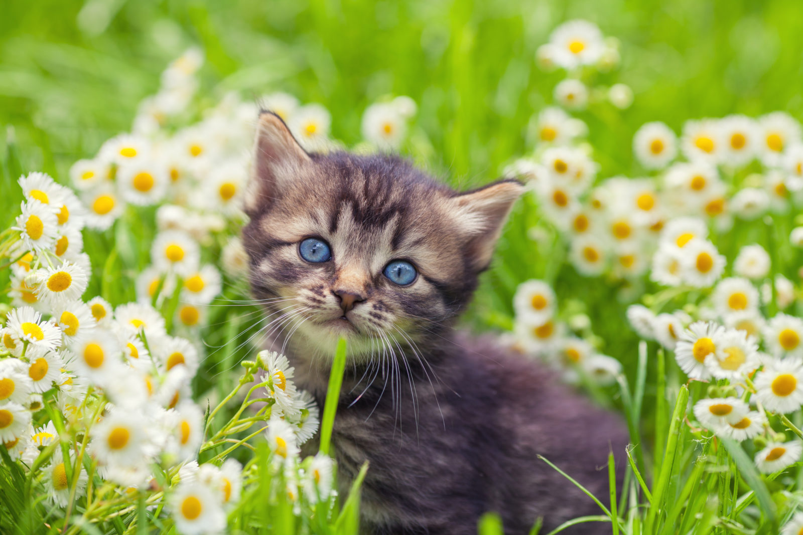 Sonnenblume Giftig Für Katzen
