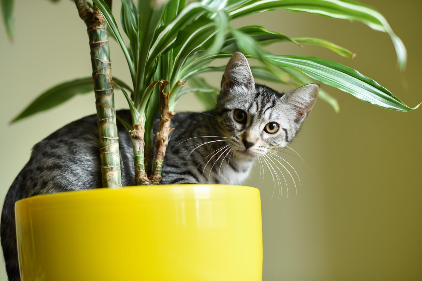 10 Haustierfreundliche Pflanzen Für Garten Wohnung Plantura