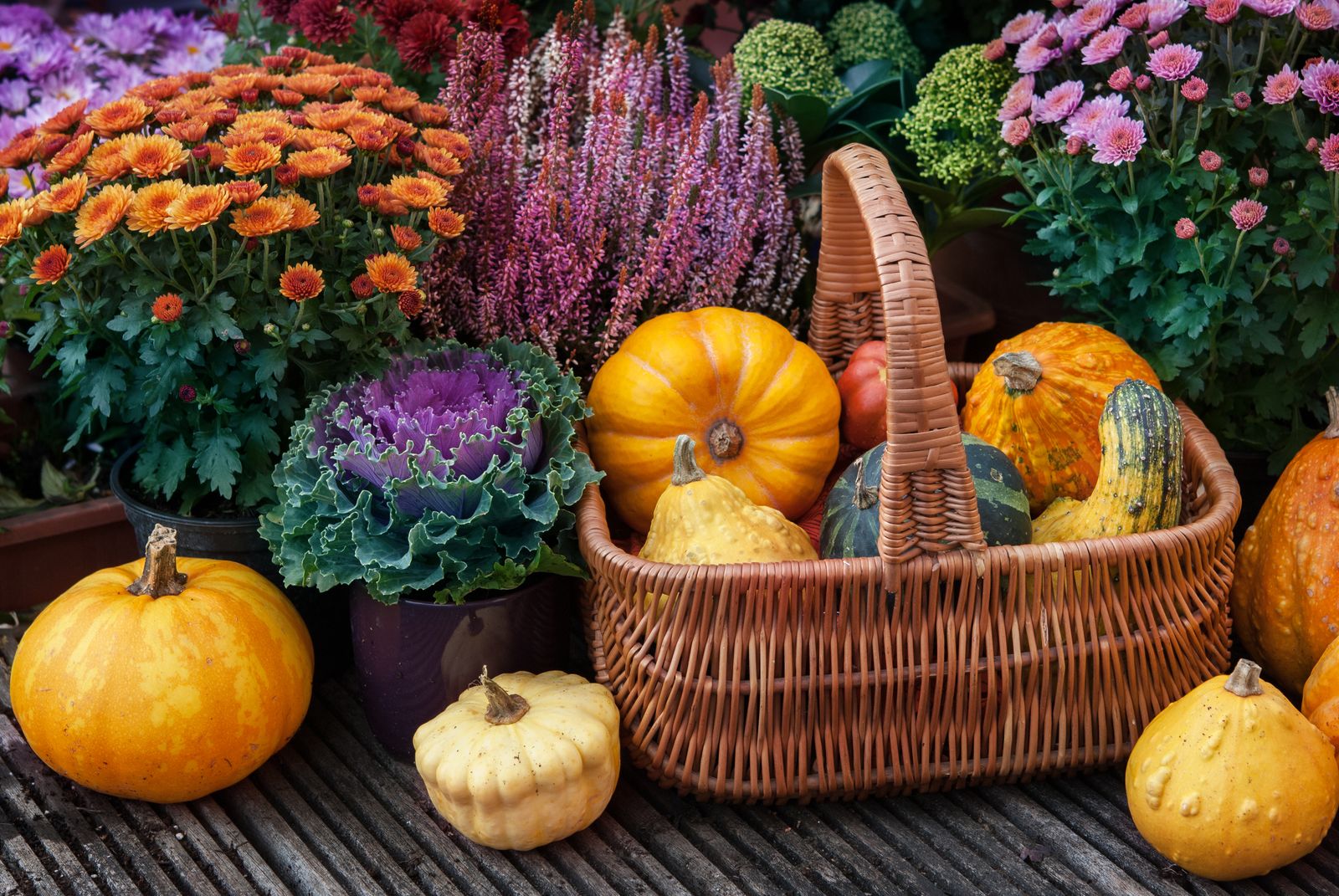 57+ Die Schönsten Herbstblumen, Besonders beliebt sind und welche