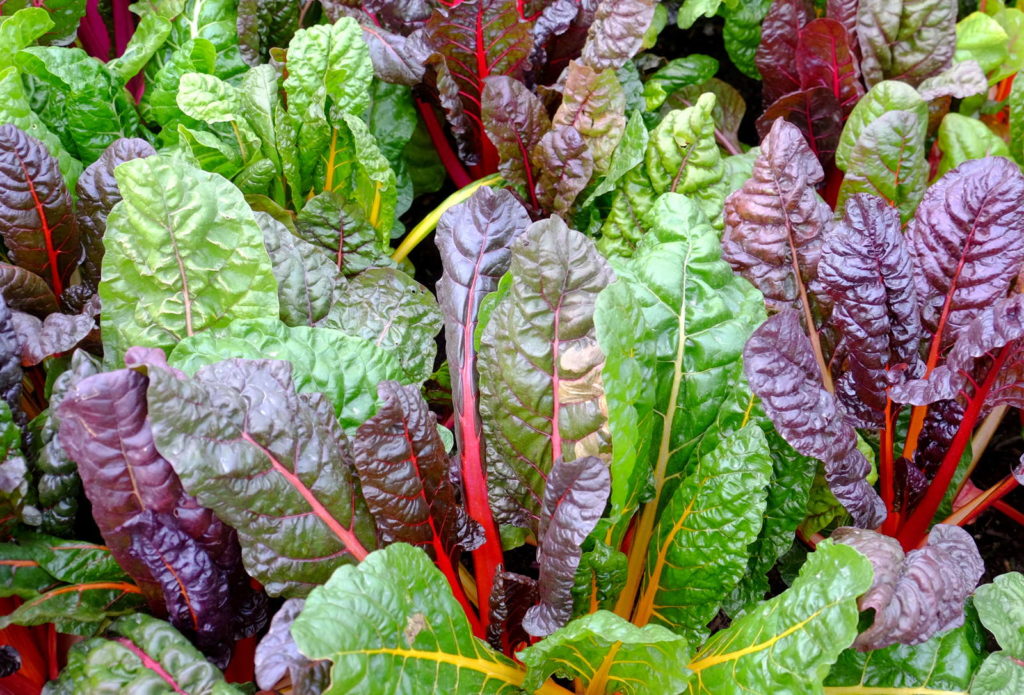 Mangold im Garten