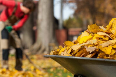 Herbstputz im Garten: Unsere Top 10 Tipps