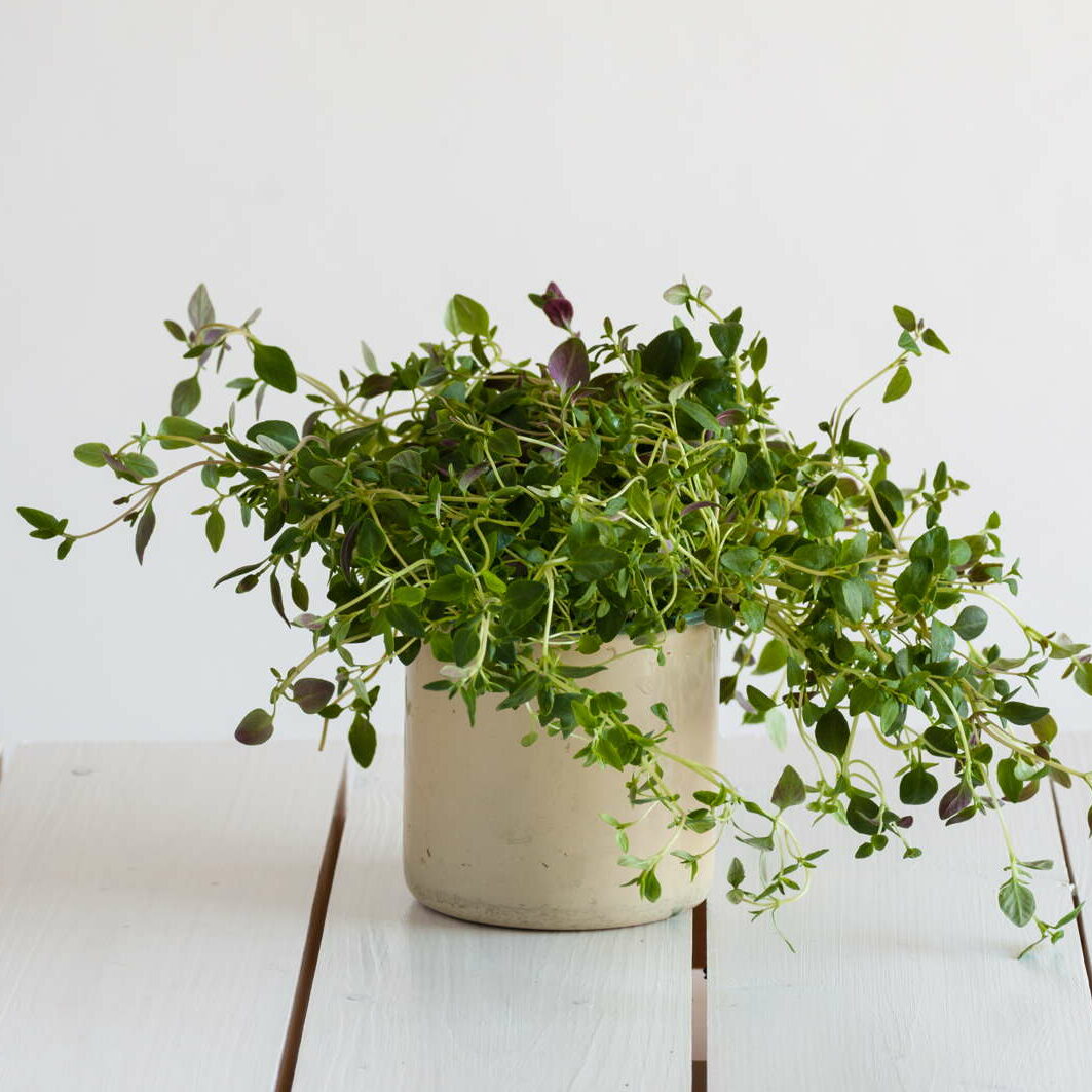 Oregano pflegen: Gieen, schneiden & berwintern - Plantura