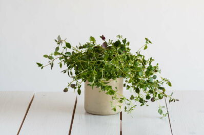 Oregano pflegen: Gießen, schneiden, überwintern & mehr