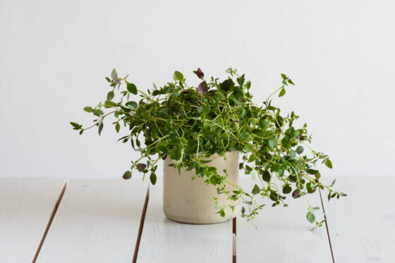 Oregano pflegen: Gießen, schneiden, überwintern & mehr
