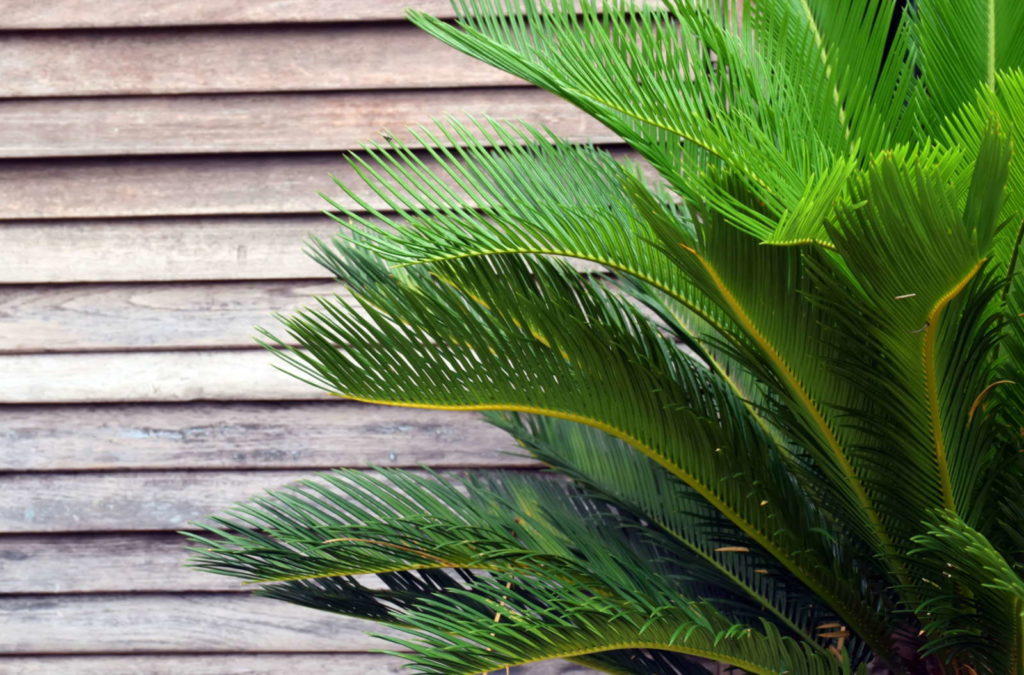 Palmfarn mit Holz im Hintergrund