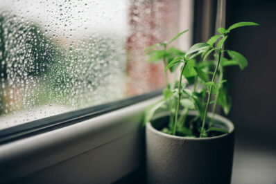 12 Pflanzen, die auf dem Fensterbrett gedeihen (auch im Winter)