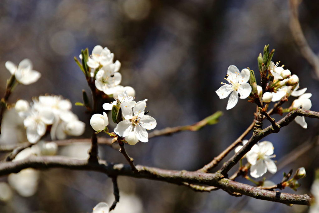 weiße Blüten eines Pflaumenbaums