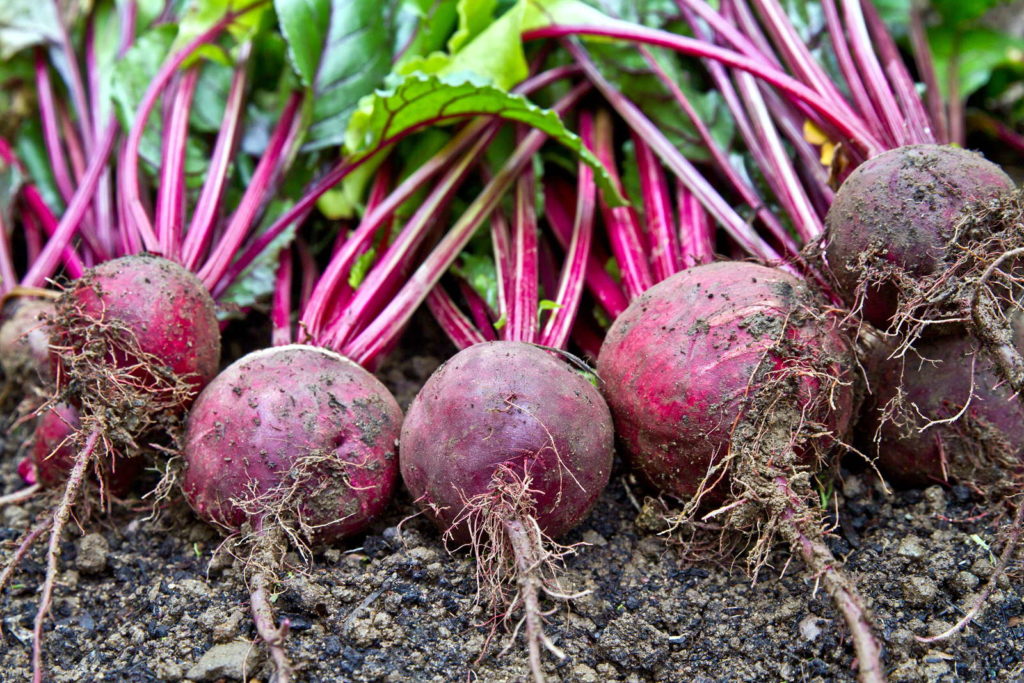 Rote Beete im Garten
