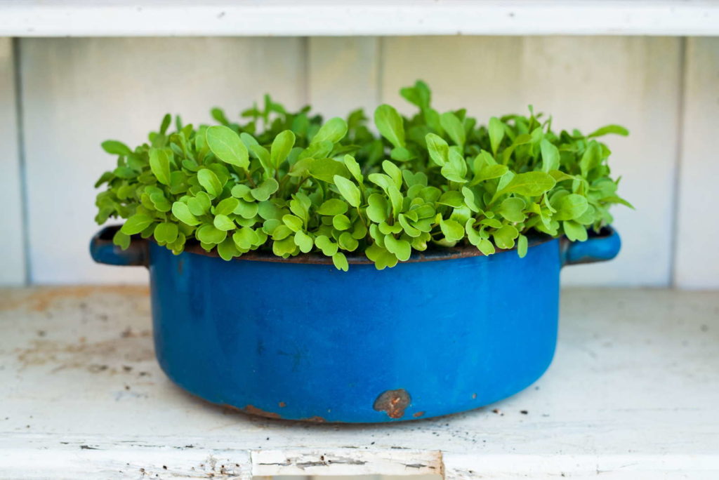Rucola mit blauem Topf