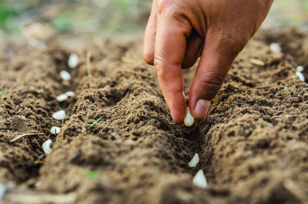 Samen werden per Hand in Erde eingepflanzt