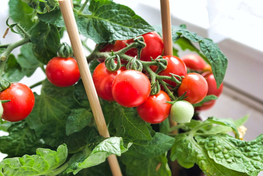 Tomatenpflanze mit roten Tomaten