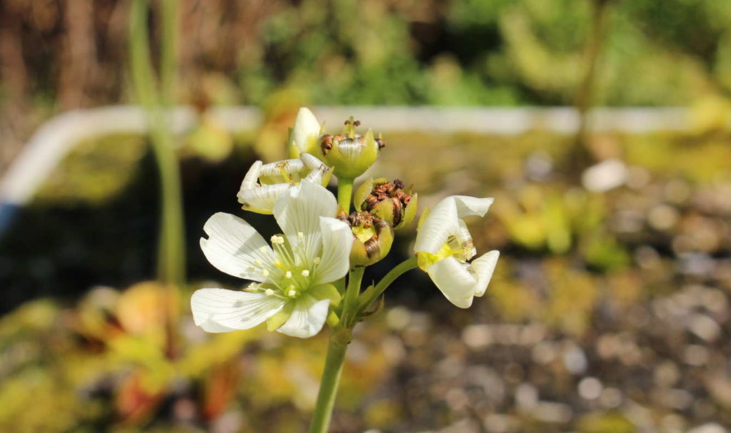 Venusfliegenfalle Blüte im Garten