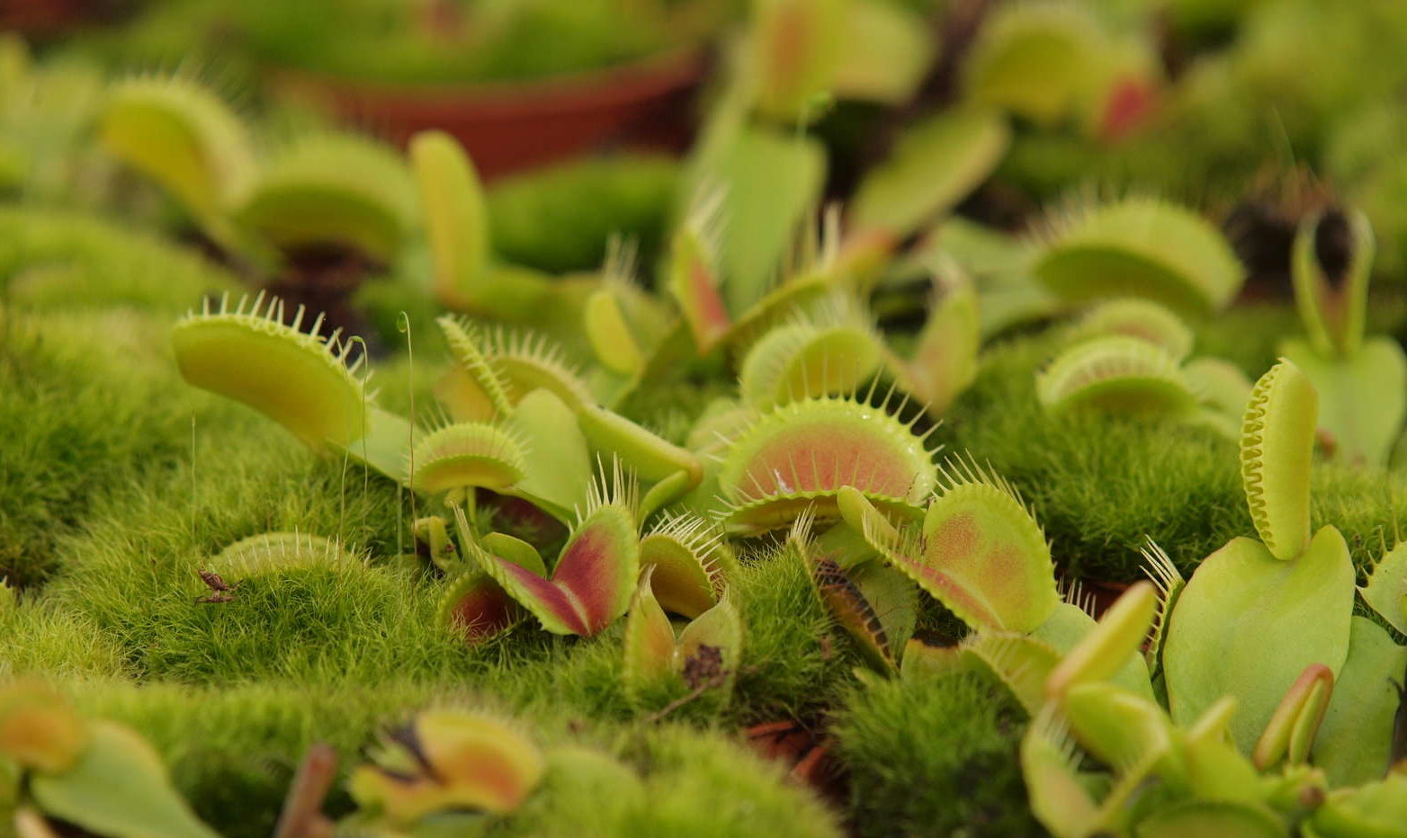 /% Venusfliegenfalle /% Fleischfressende Pflanze /% Dionaea muscipula /% L InVitro /%