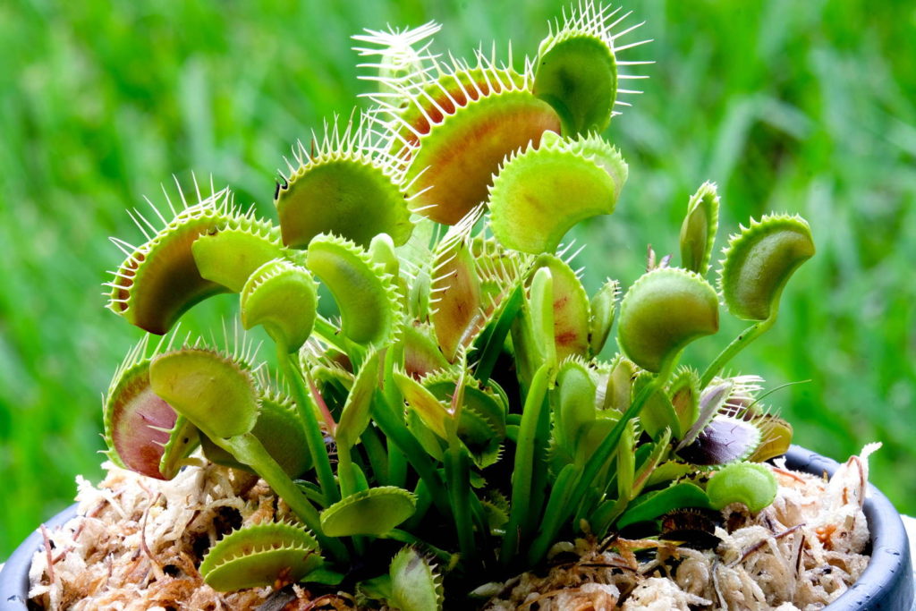 Venusfliegenfalle im Topf im Garten