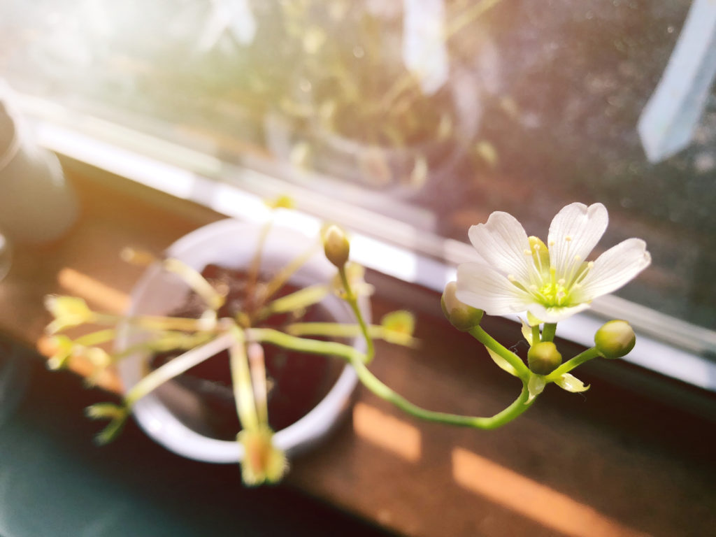 Venusfliegenfalle mit Blüte am Fenster