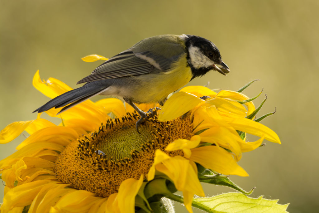 Vogel kanbbert an Sonnenblume