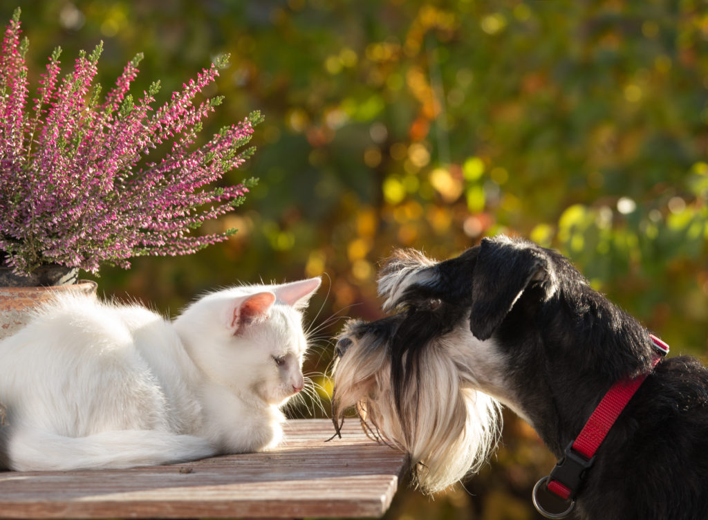Weiße Katze und schwarzer Hund sitzen im Garten