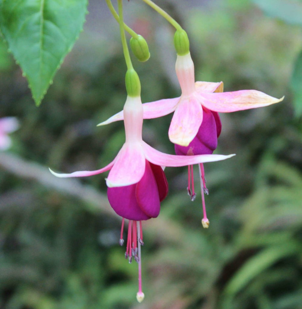 Winterharte Fuchsien: Die 40 schönsten Sorten Plantura