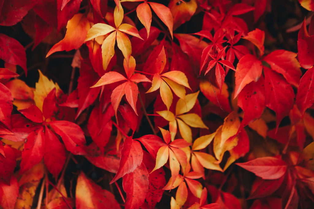 Wilder Wein im Herbst mit roten Blättern