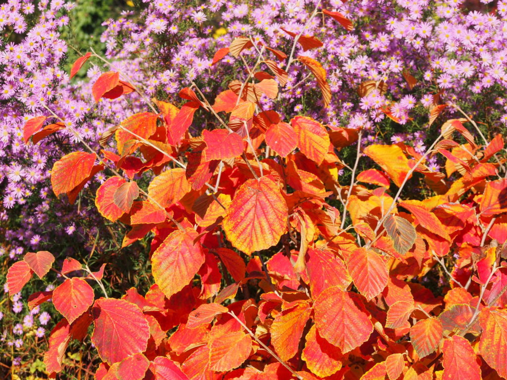 Zaubernuss im Herbst mit orangen Blättern