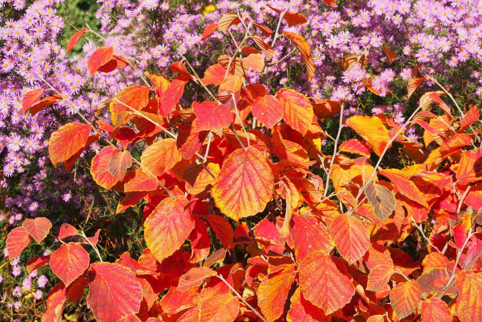 10 Sträucher & Bäume mit intensiver Herbstfärbung Plantura