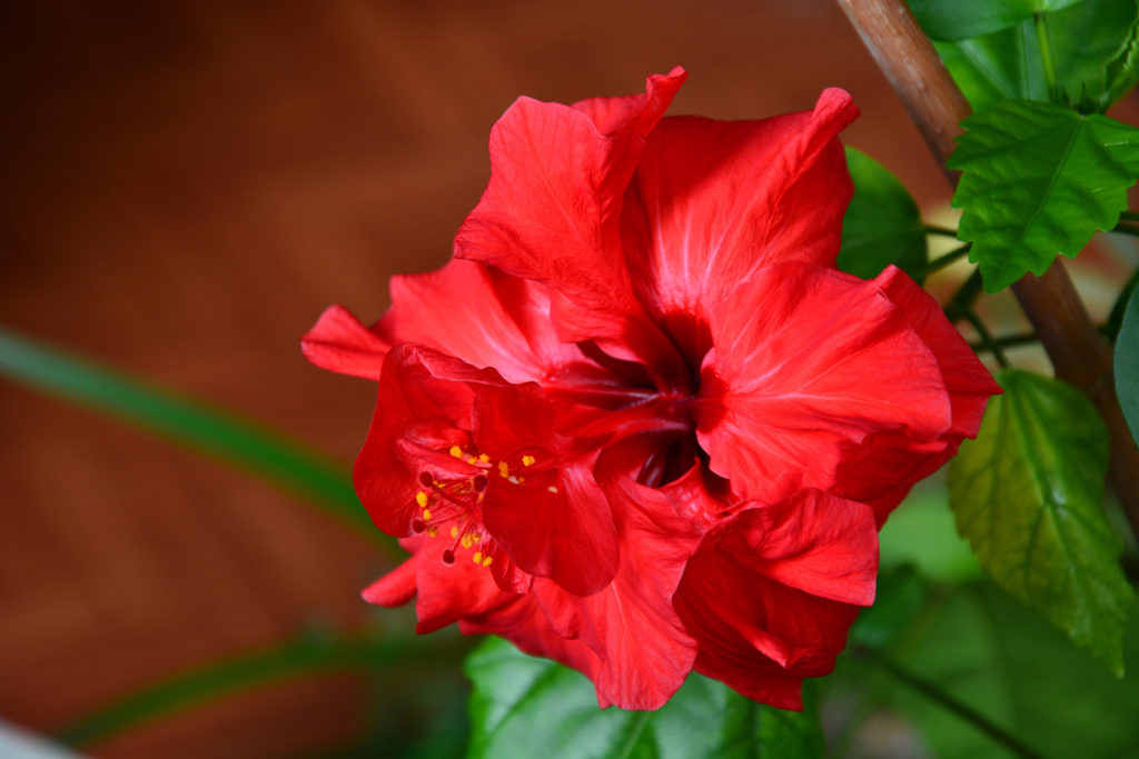 Zimmerhibiskusblüte