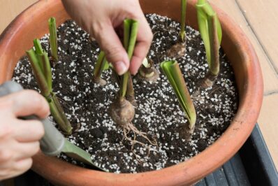 Styropor in der Blumenerde?