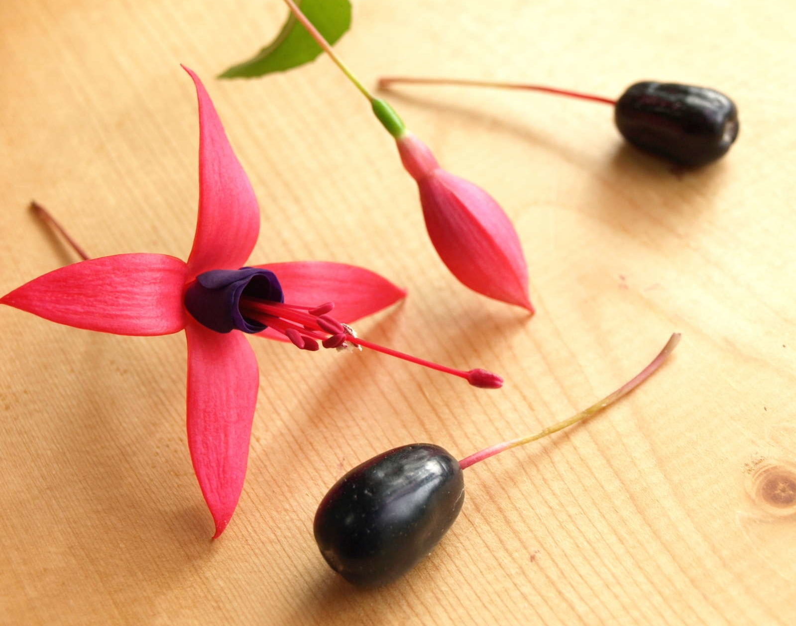 Fuchsien Vermehren Fuchsien Vermehren