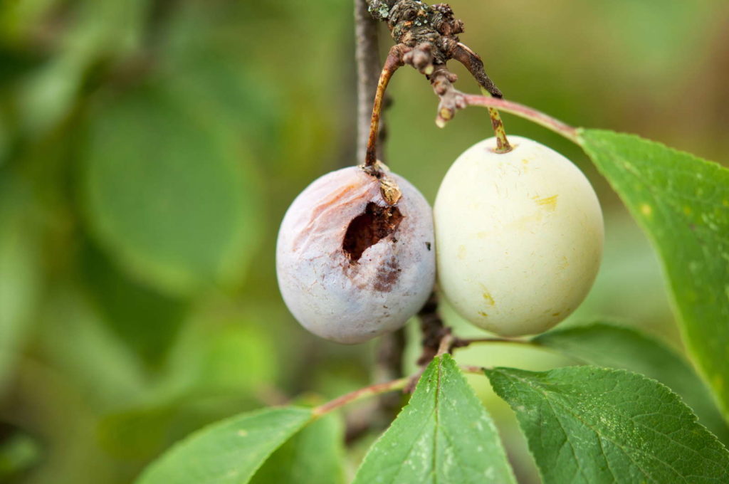 Angefressen Pflaume an Baum