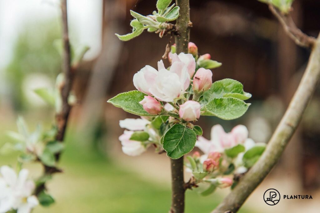 Blüte des Apfelbaums