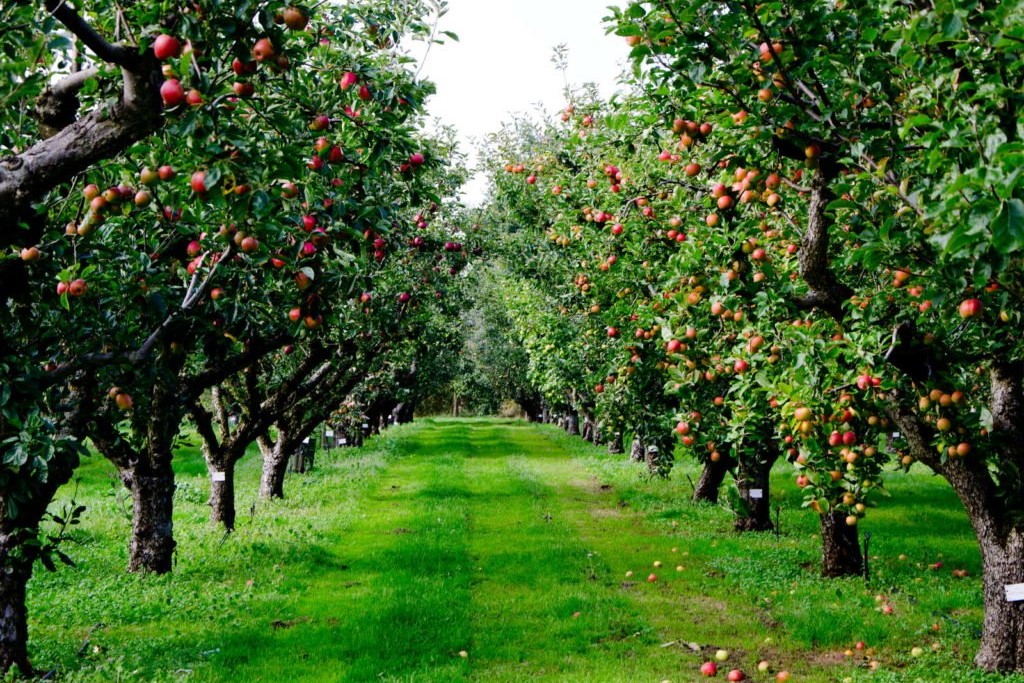 Apfelbaum düngen Womit und wie? Plantura