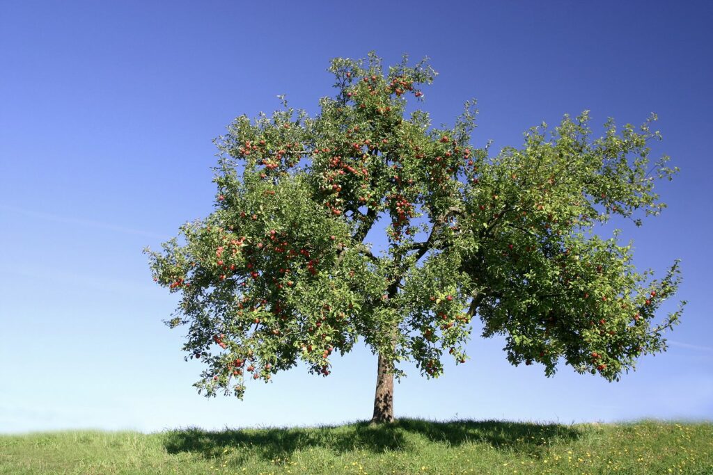Apfelbaum als Hochstamm
