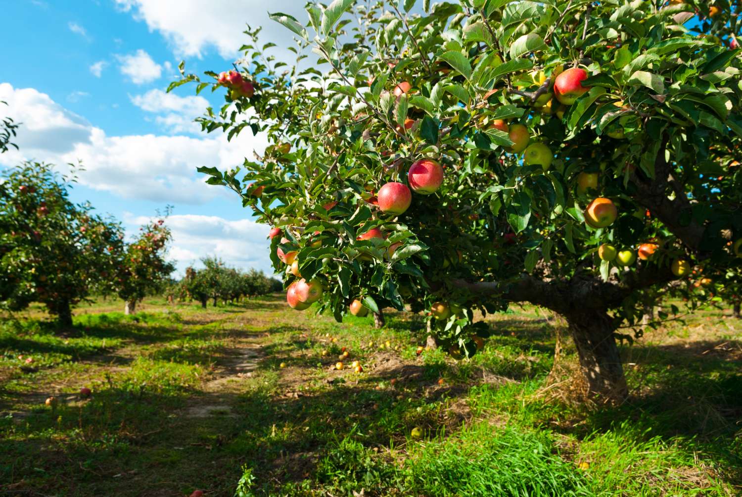 Apfelbaum: Experten-Tipps von A bis Z - Plantura