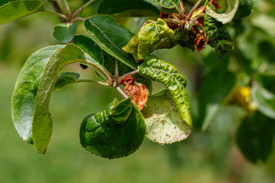 Apfelbaum-Krankheiten: Häufige & gefährliche Krankheiten