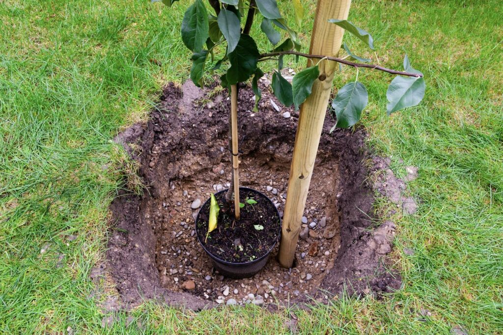 Apfelbaum pflanzen: Das müssen Sie zu Abstand, Standort und
