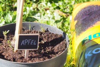 Apfelbaum pflanzen: Anleitung in 10 Schritten