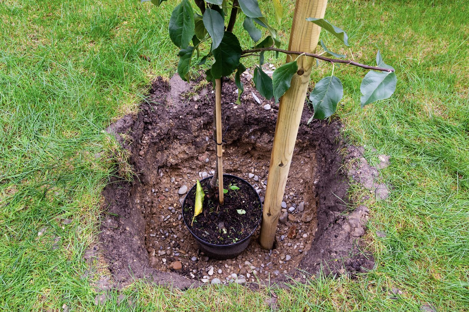 Apfelbaum Pflanzen Zeitpunkt