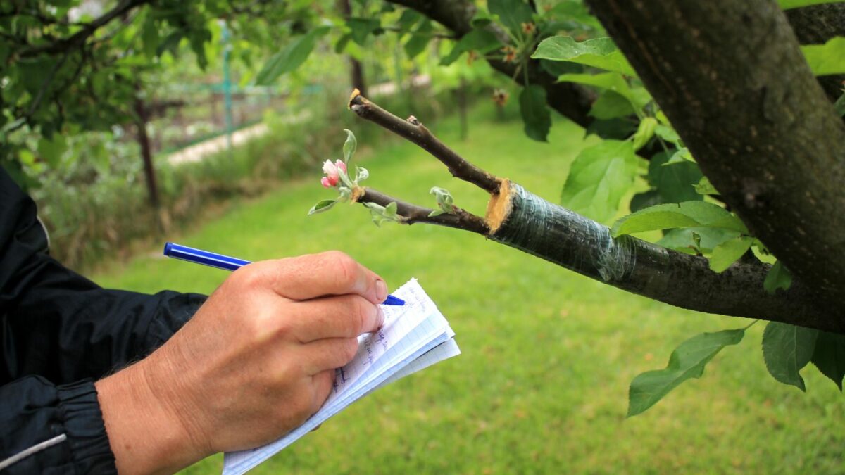 japanische stechpalme giftig für katzen Japanische Stechpalme Fastigiata - Ilex crenata fastigiata